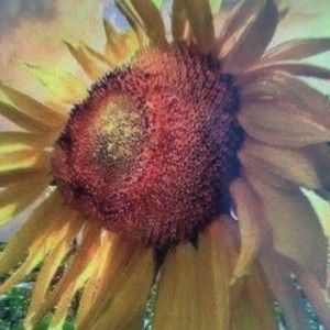 Meet your Posher, Clara